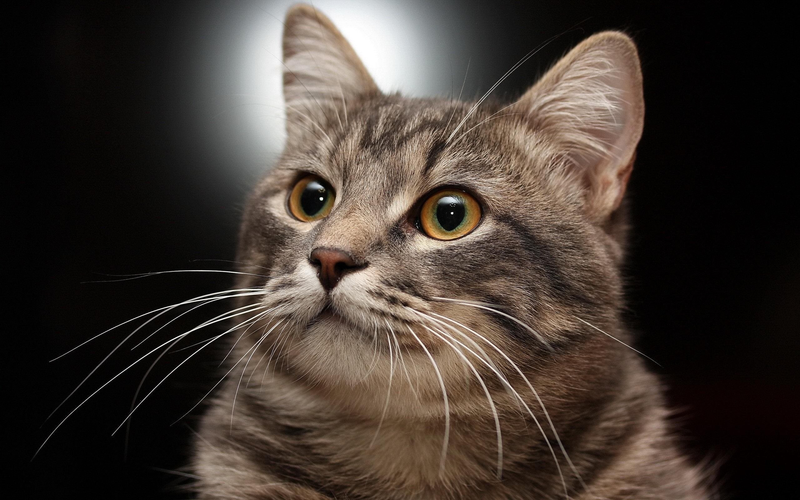 Pet grooming and care