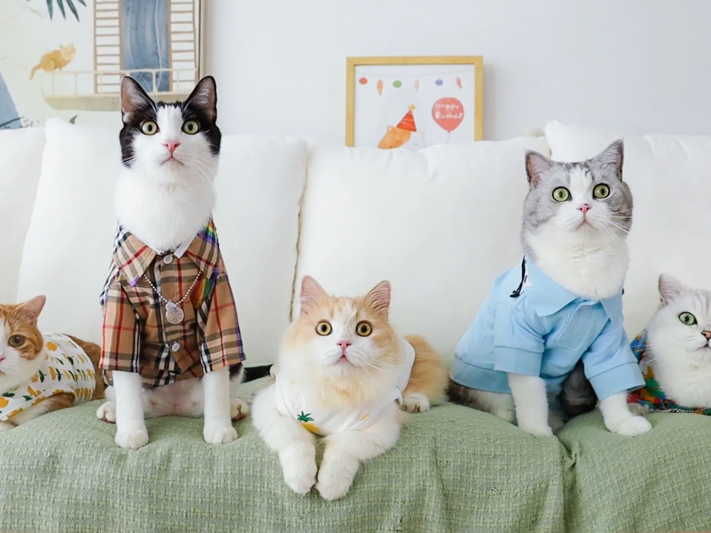 Five cats on a sofa in a living room