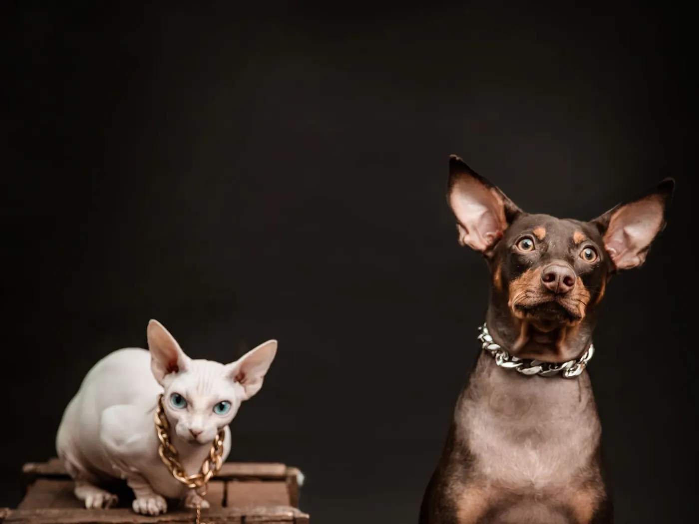 A hairless cat and a hairless dog against a dark background